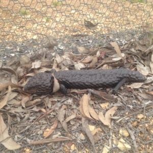 Tiliqua rugosa at Forde, ACT - 9 Oct 2016 11:04 AM