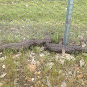 Tiliqua rugosa at Gungahlin, ACT - 9 Oct 2016