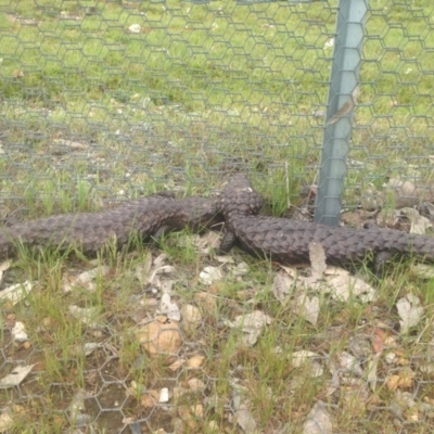 Tiliqua rugosa (Shingleback Lizard) at Gungahlin, ACT - 9 Oct 2016 by jessiesmith510