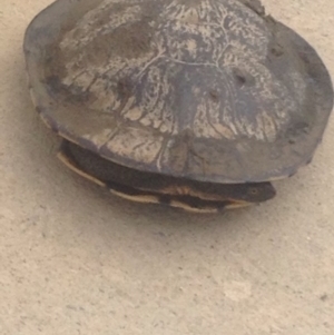 Chelodina longicollis at Gungahlin, ACT - 9 Oct 2016