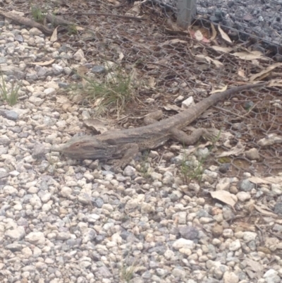 Pogona barbata (Eastern Bearded Dragon) at Gungahlin, ACT - 9 Oct 2016 by jessiesmith510