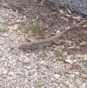 Pogona barbata at Gungahlin, ACT - 9 Oct 2016