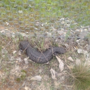 Tiliqua rugosa at Gungahlin, ACT - 9 Oct 2016