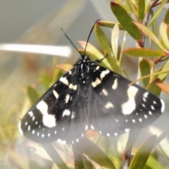 Phalaenoides tristifica (Willow-herb Day-moth) at Tidbinbilla Nature Reserve - 5 Oct 2016 by JohnBundock