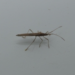 Mutusca brevicornis at Conder, ACT - 10 Oct 2016