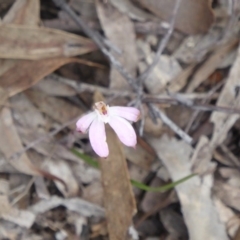 Caladenia fuscata (Dusky Fingers) at Point 4338 - 9 Oct 2016 by Fefifofum