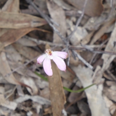 Caladenia fuscata (Dusky Fingers) at Acton, ACT - 9 Oct 2016 by Fefifofum