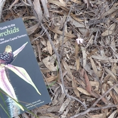 Caladenia fuscata at Point 4338 - 9 Oct 2016