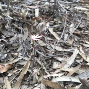 Caladenia fuscata at Canberra Central, ACT - 9 Oct 2016