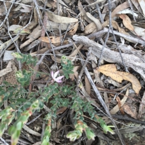 Caladenia fuscata at Canberra Central, ACT - suppressed