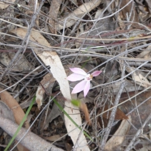 Caladenia fuscata at Canberra Central, ACT - 9 Oct 2016