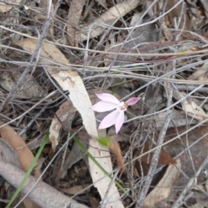 Caladenia fuscata at Canberra Central, ACT - suppressed