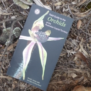 Caladenia fuscata at Canberra Central, ACT - suppressed