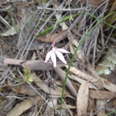 Caladenia fuscata at Canberra Central, ACT - suppressed