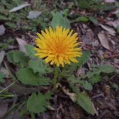 Taraxacum sect. Taraxacum (Dandelion) at Pollinator-friendly garden Conder - 10 Oct 2016 by michaelb