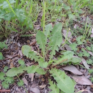 Taraxacum sect. Taraxacum at Conder, ACT - 10 Oct 2016 01:35 PM