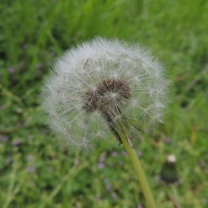 Taraxacum sect. Taraxacum at Conder, ACT - 10 Oct 2016