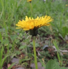 Taraxacum sect. Taraxacum at Conder, ACT - 10 Oct 2016