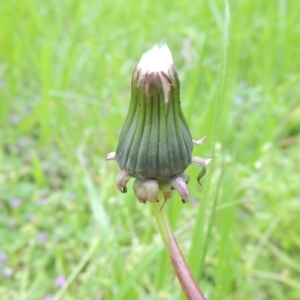 Taraxacum sect. Taraxacum at Conder, ACT - 10 Oct 2016