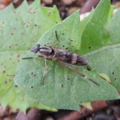 Ectinorhynchus sp. (genus) (A Stiletto Fly) at Conder, ACT - 10 Oct 2016 by michaelb