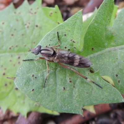Ectinorhynchus sp. (genus) (A Stiletto Fly) at Pollinator-friendly garden Conder - 10 Oct 2016 by michaelb