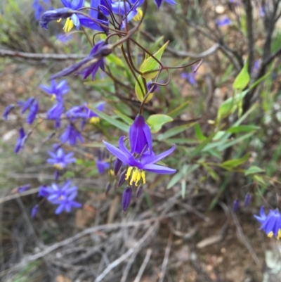 Stypandra glauca (Nodding Blue Lily) at Black Mountain - 9 Oct 2016 by Fefifofum