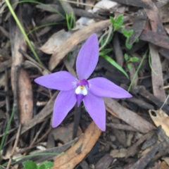 Glossodia major (Wax Lip Orchid) at Acton, ACT - 6 Oct 2016 by DebbieWorner