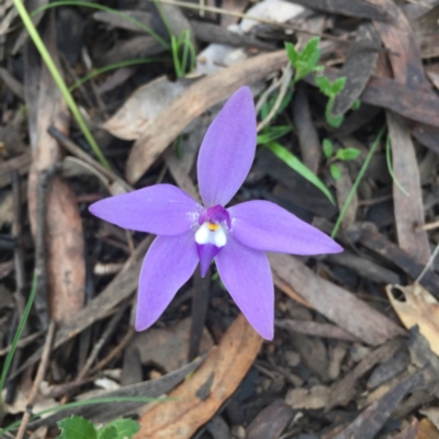 Glossodia major (Wax Lip Orchid) at Acton, ACT - 6 Oct 2016 by DebbieWorner
