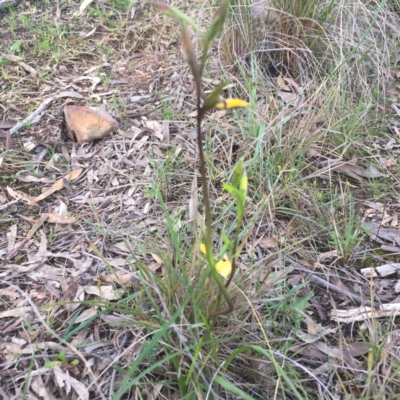Diuris sp. (A Donkey Orchid) at Black Mountain - 6 Oct 2016 by DebbieWorner