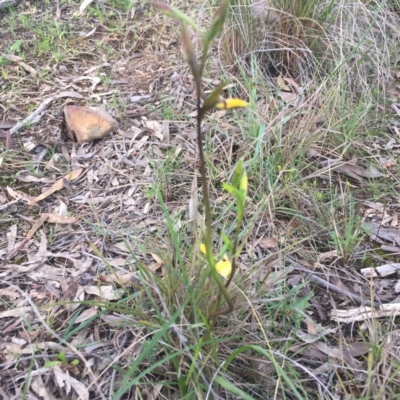 Diuris sp. (A Donkey Orchid) at Point 26 - 6 Oct 2016 by DebbieWorner