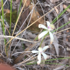 Caladenia ustulata (Brown caps) at Point 26 - 7 Oct 2016 by DebbieWorner