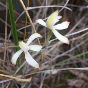 Caladenia ustulata at Point 26 - 7 Oct 2016