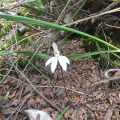 Caladenia fuscata (Dusky Fingers) at Point 26 - 7 Oct 2016 by DebbieWorner