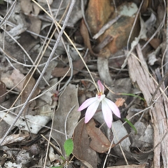 Caladenia fuscata at Point 26 - suppressed