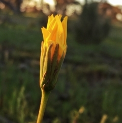 Microseris walteri (Yam Daisy, Murnong) at QPRC LGA - 11 Oct 2016 by Wandiyali