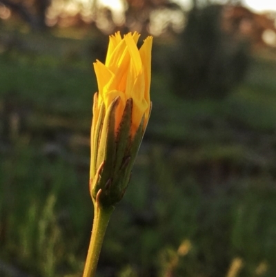 Microseris walteri (Yam Daisy, Murnong) at Googong, NSW - 11 Oct 2016 by Wandiyali