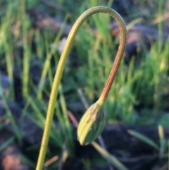 Microseris walteri at Googong, NSW - 11 Oct 2016 12:22 PM