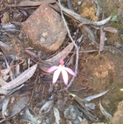 Caladenia fuscata (Dusky Fingers) at Molonglo Valley, ACT - 11 Oct 2016 by Floramaya