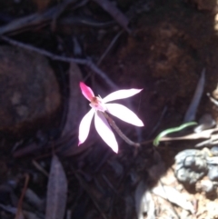 Caladenia fuscata at Undefined Area - suppressed