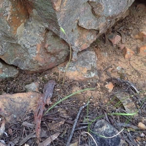 Caladenia fuscata at Point 5363 - 11 Oct 2016