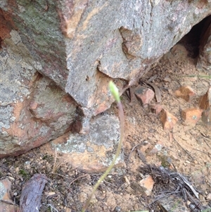 Caladenia fuscata at Undefined Area - suppressed