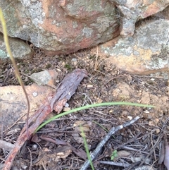 Caladenia fuscata at Undefined Area - suppressed