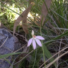 Caladenia fuscata (Dusky Fingers) at Molonglo Valley, ACT - 11 Oct 2016 by Floramaya