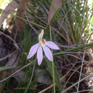 Caladenia fuscata at Undefined Area - suppressed