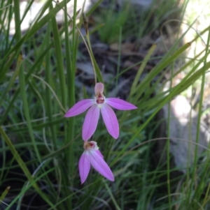 Caladenia carnea at Point 5363 - 11 Oct 2016