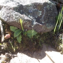 Pterostylis nutans (Nodding Greenhood) at Molonglo Valley, ACT - 11 Oct 2016 by Floramaya