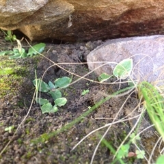 Pterostylis nutans at Undefined Area - suppressed