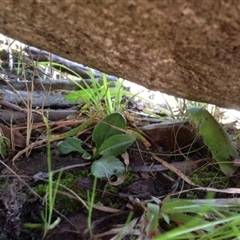 Pterostylis nutans at Undefined Area - suppressed