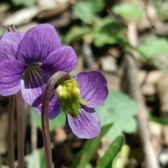 Viola betonicifolia (Mountain Violet) at Jerrabomberra, ACT - 11 Oct 2016 by Mike