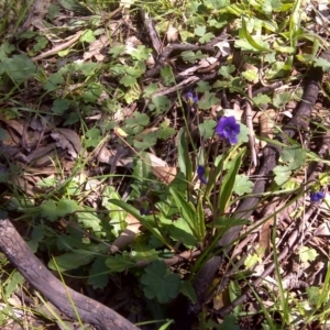 Viola betonicifolia at Jerrabomberra, ACT - 11 Oct 2016 12:00 AM